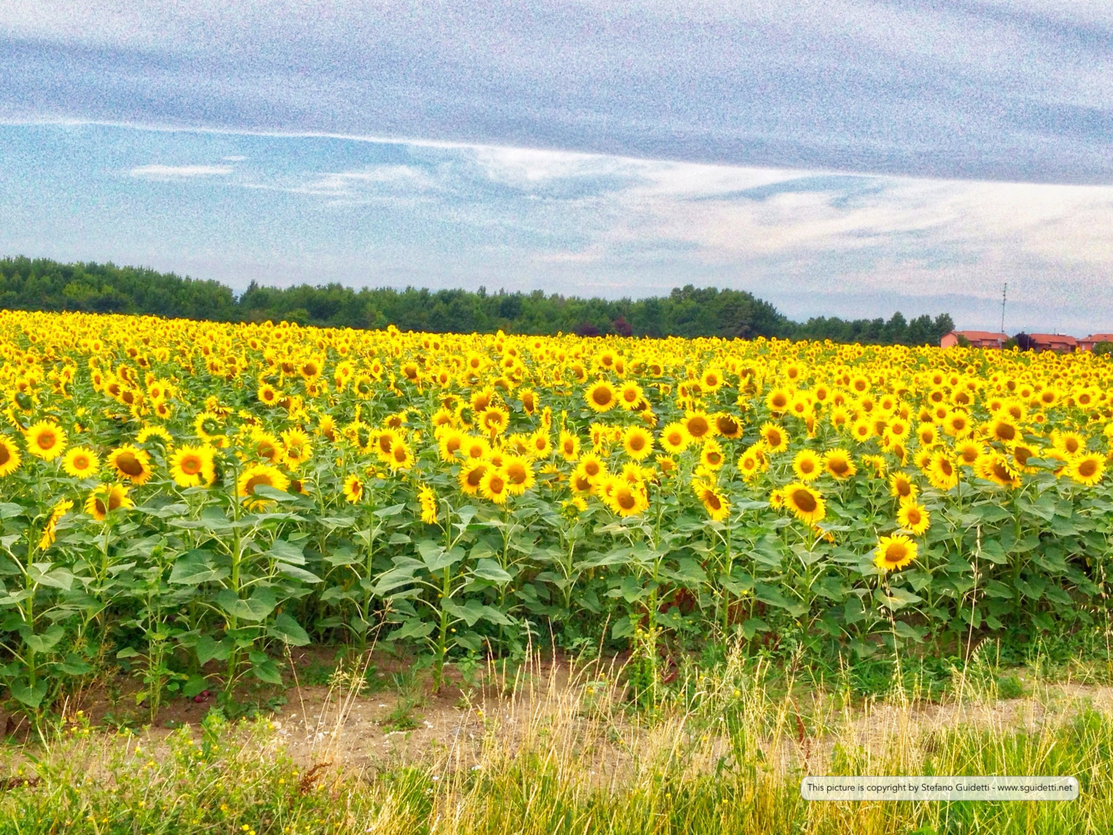 nature_20140629_IMG_1213