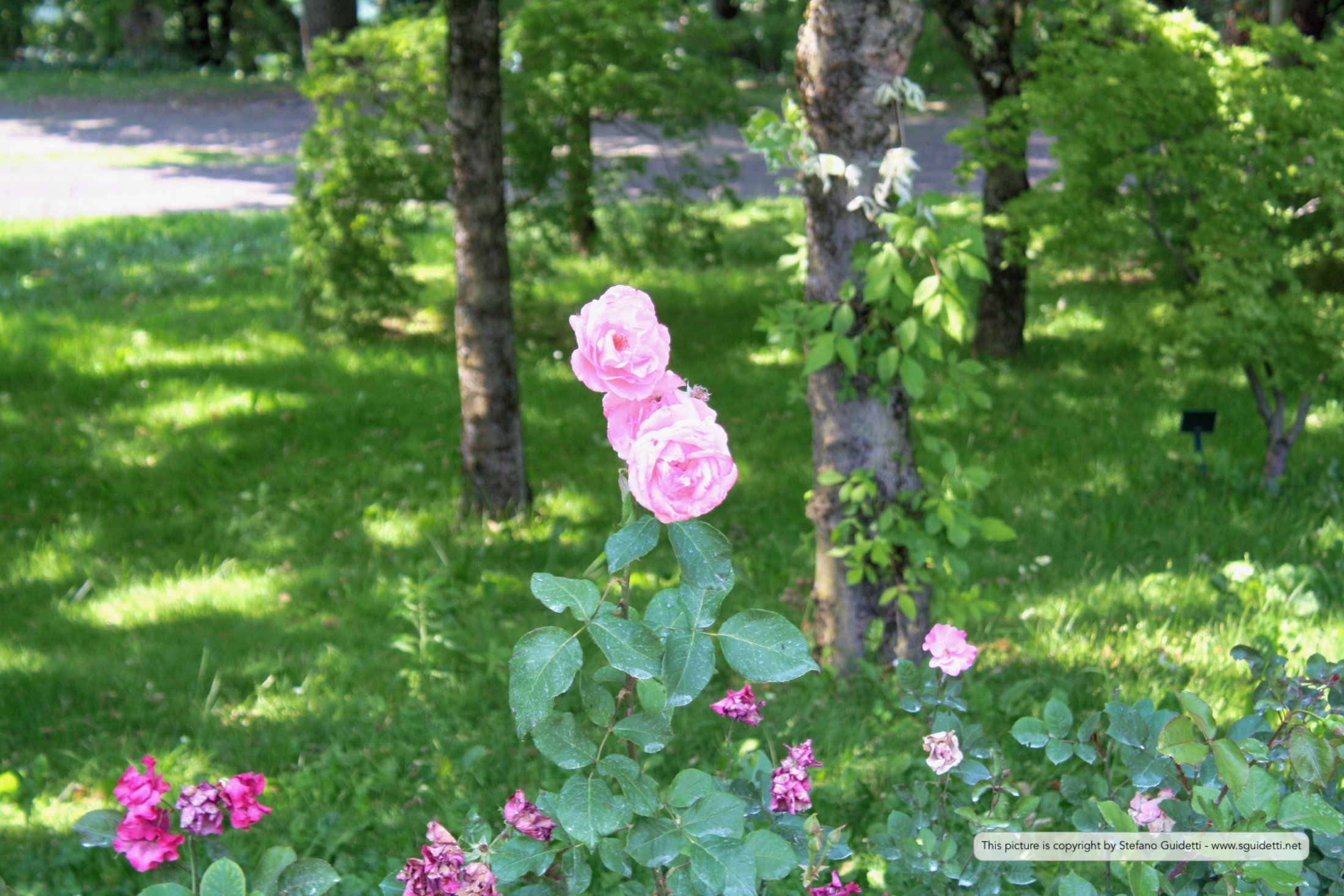 nature_20150602_IMG_0150